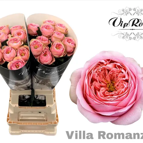 Rose rosa Villa Romanza gefüllt 70cm