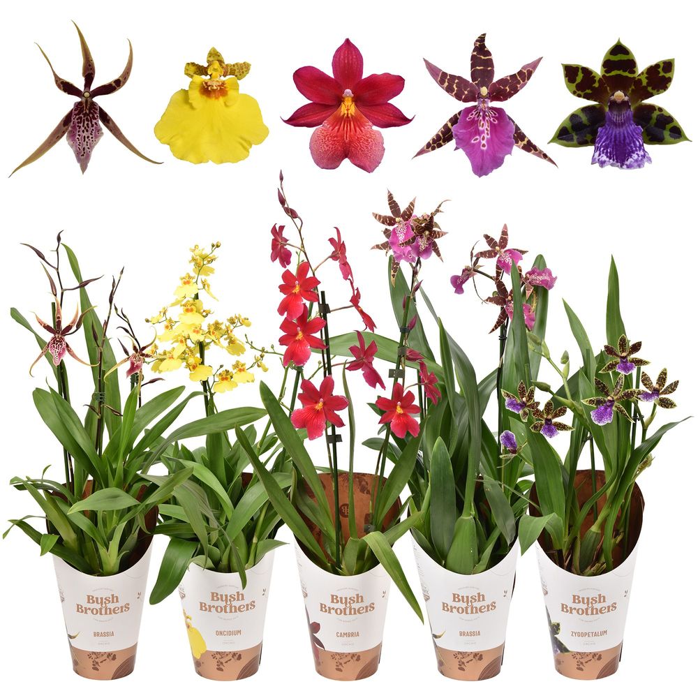 Orchid.2-R mix Exclus T12 H50 
