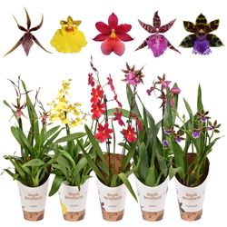 Orchid.2-R mix Exclus T12 H50 