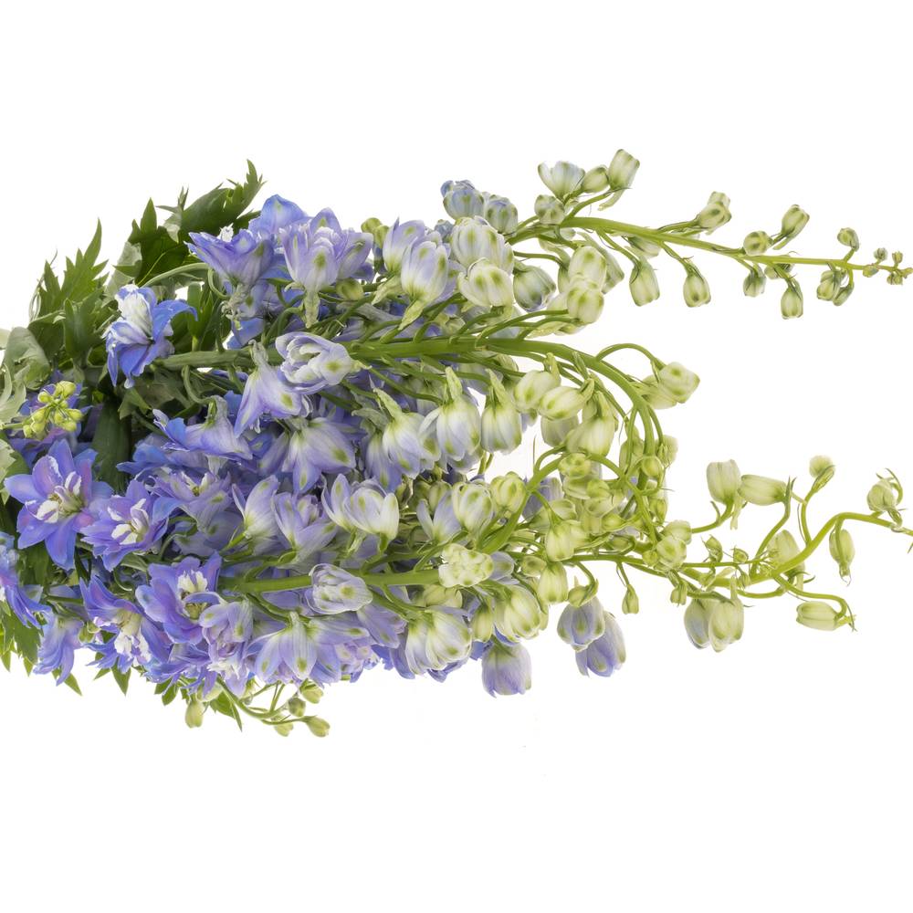 Delphinium blau/weiss Fountain 80cm