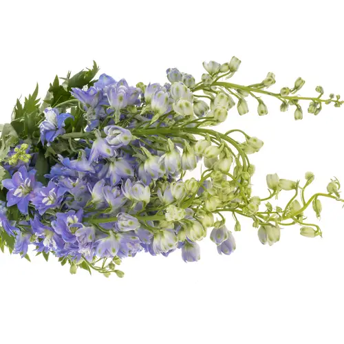Delphinium blau/weiss Fountain 80cm