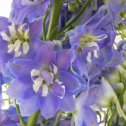 Delphinium blau/weiss Fountain 80cm