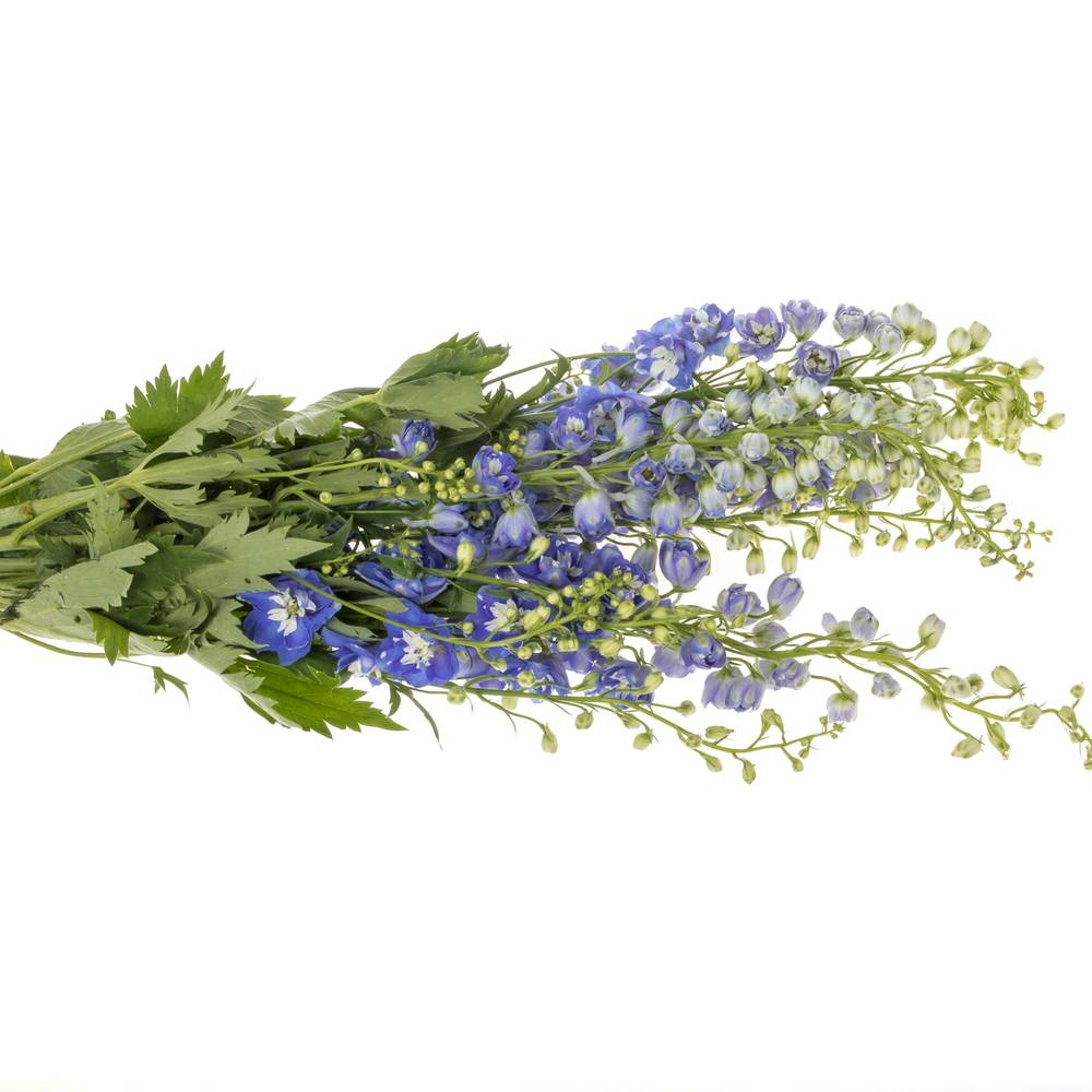 Delphinium blau/weiss Fountain 80cm