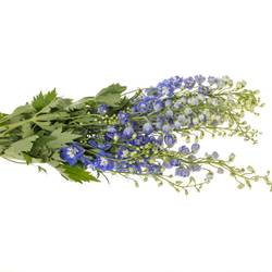 Delphinium blau/weiss Fountain 80cm