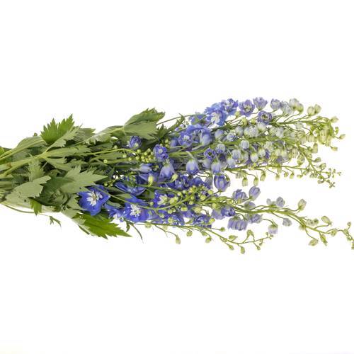 Delphinium blau/weiss Fountain 80cm
