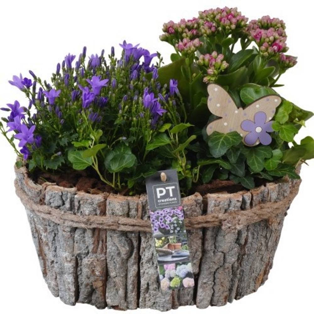 Garten.Arr PTPP6991 T29 H030