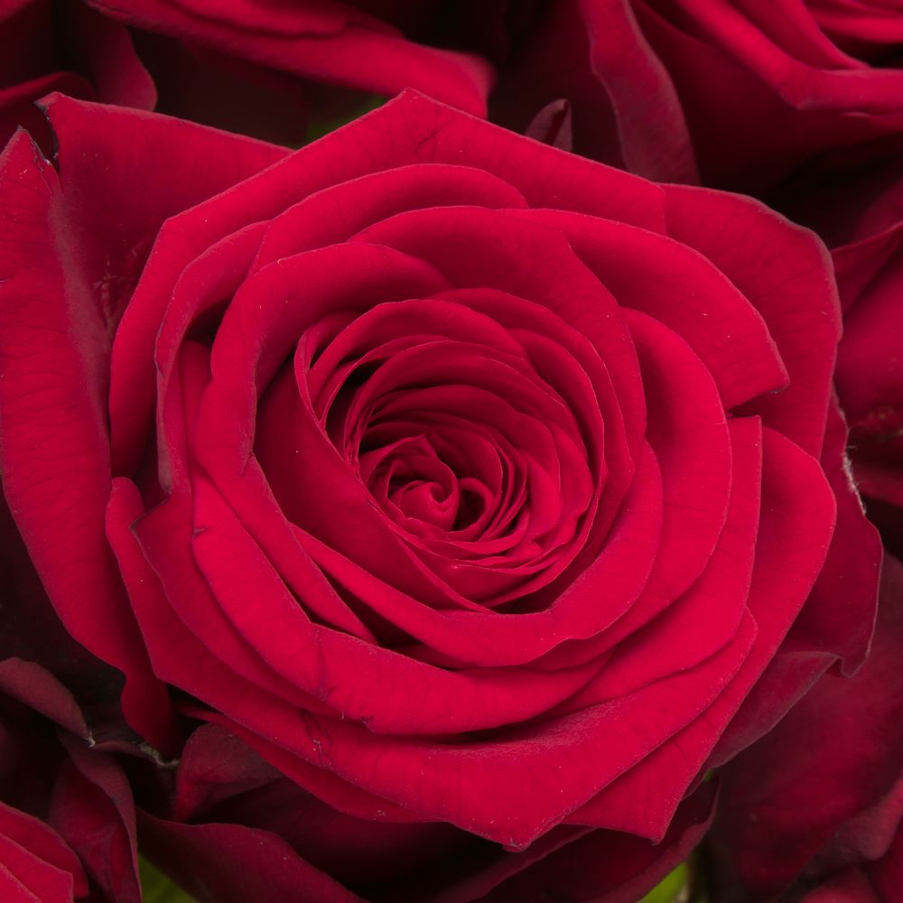 Rose rot Red Naomi (Meewisse) 55cm