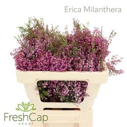 Erica rosa Milanthera 50cm