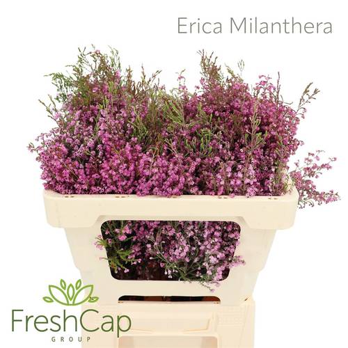 Erica rosa Milanthera 50cm