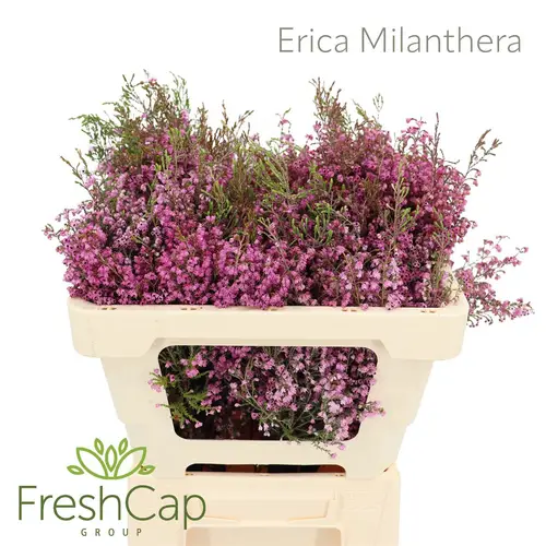Erica rosa Milanthera 50cm