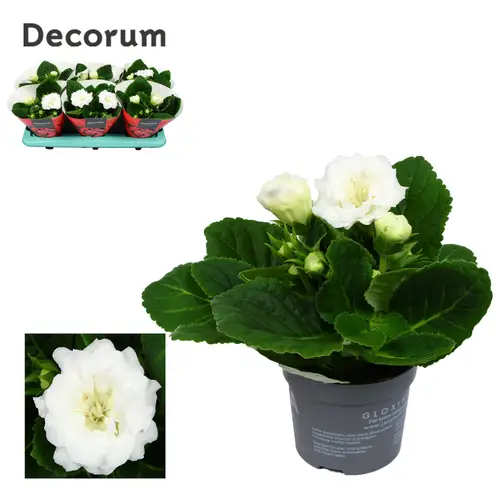 Gloxinia weiss T13 H20