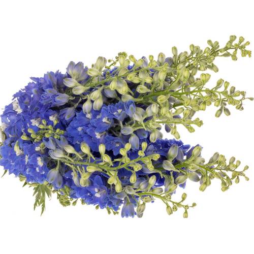Delphinium blau Candle Blue Shades 85cm