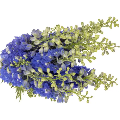 Delphinium blau Candle Blue Shades 85cm