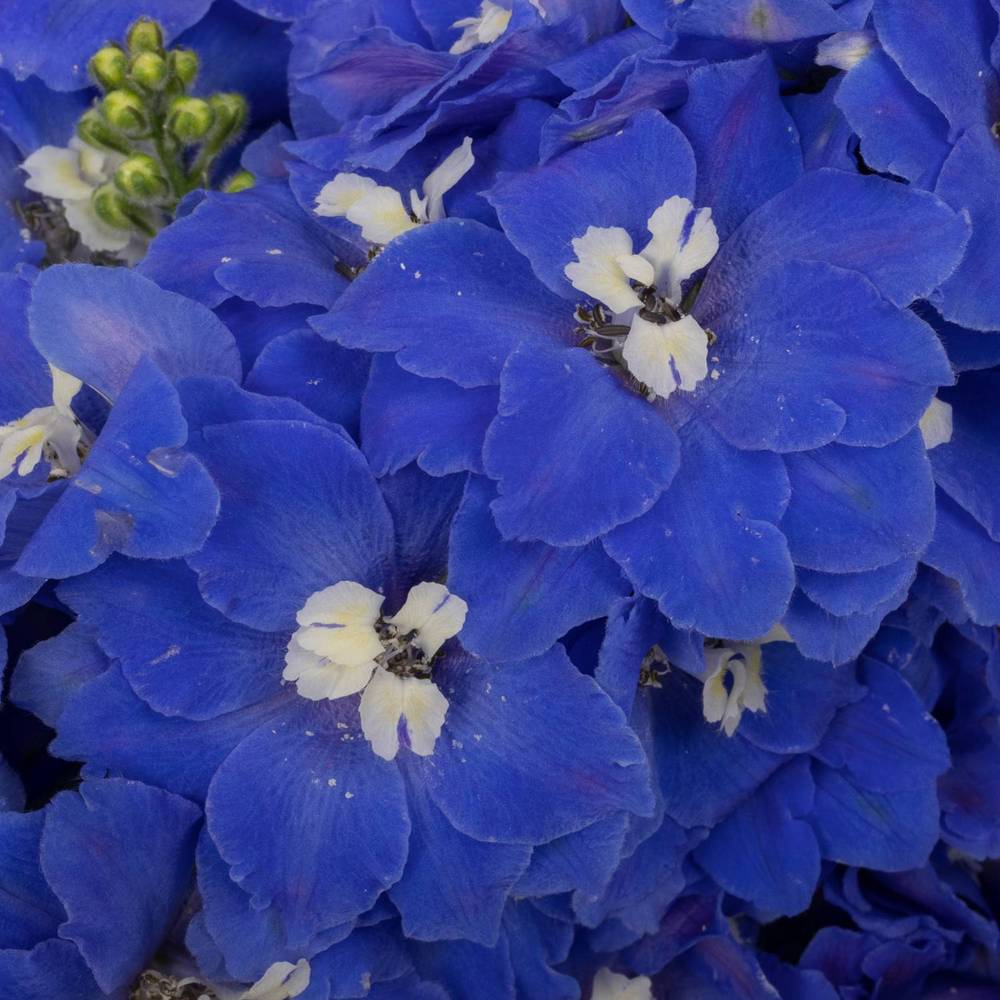 Delphinium blau Candle Blue Shades 85cm