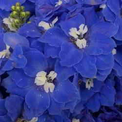 Delphinium blau Candle Blue Shades 85cm
