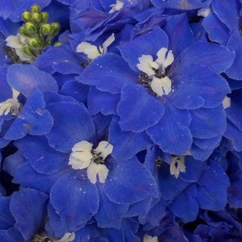Delphinium blau Candle Blue Shades 85cm