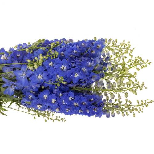 Delphinium blau Candle Blue Shades 85cm