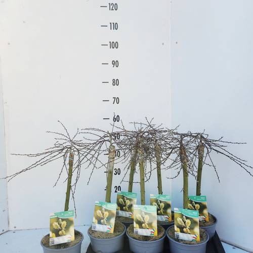 Salix Repens Iona T17 H050