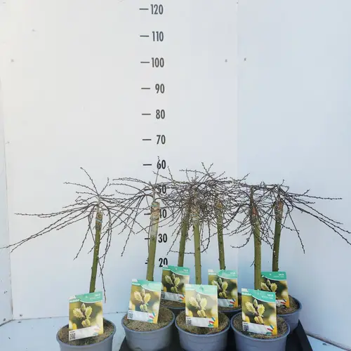 Salix Repens Iona T17 H050