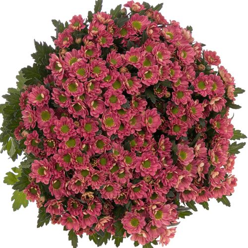 Santini rosa Lobster Rossi 55cm 1000 Gramm