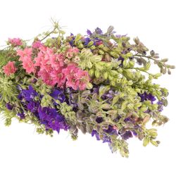 Rittersporen mix 80cm