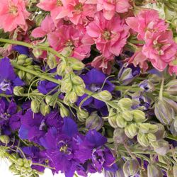 Rittersporen mix 80cm