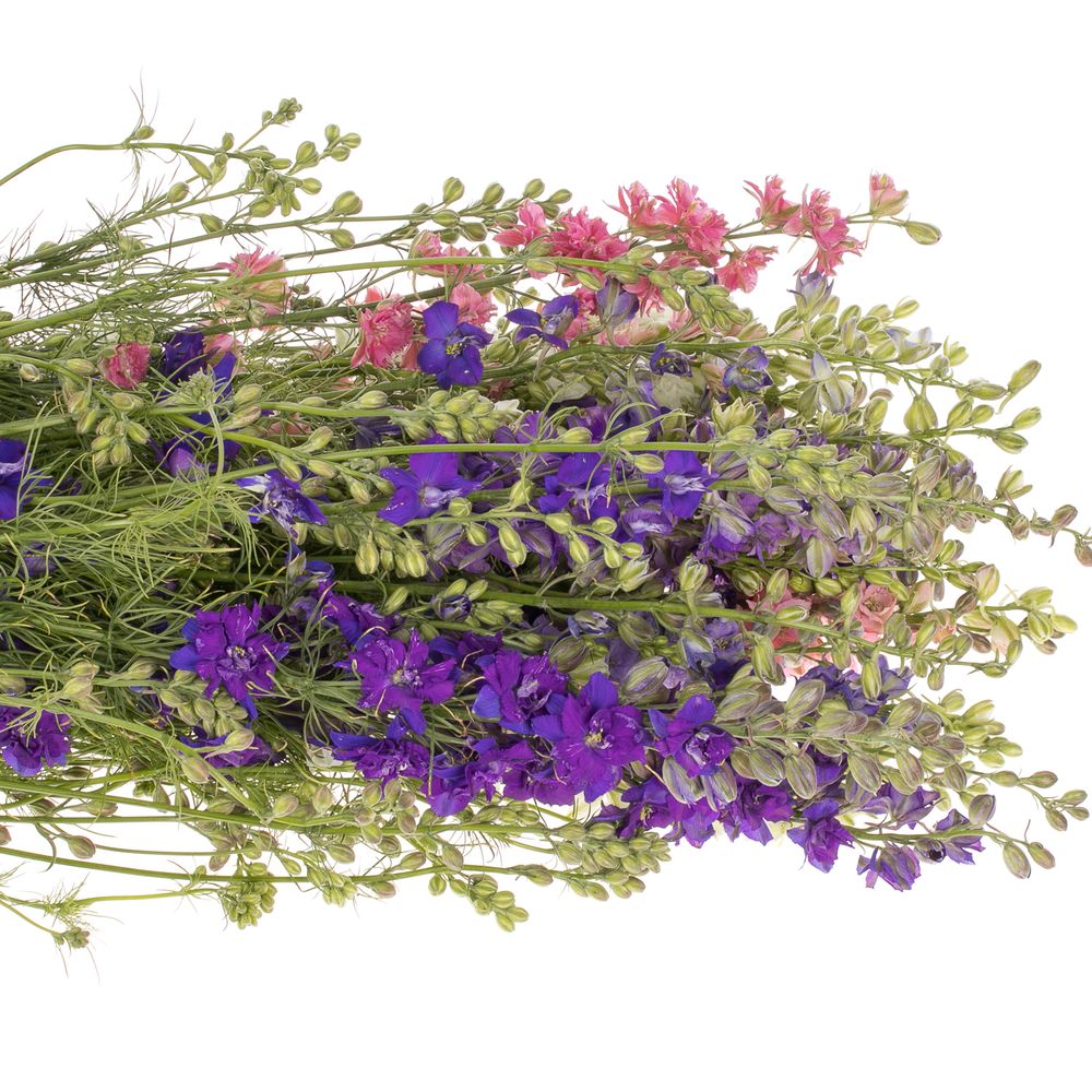 Rittersporen mix 80cm