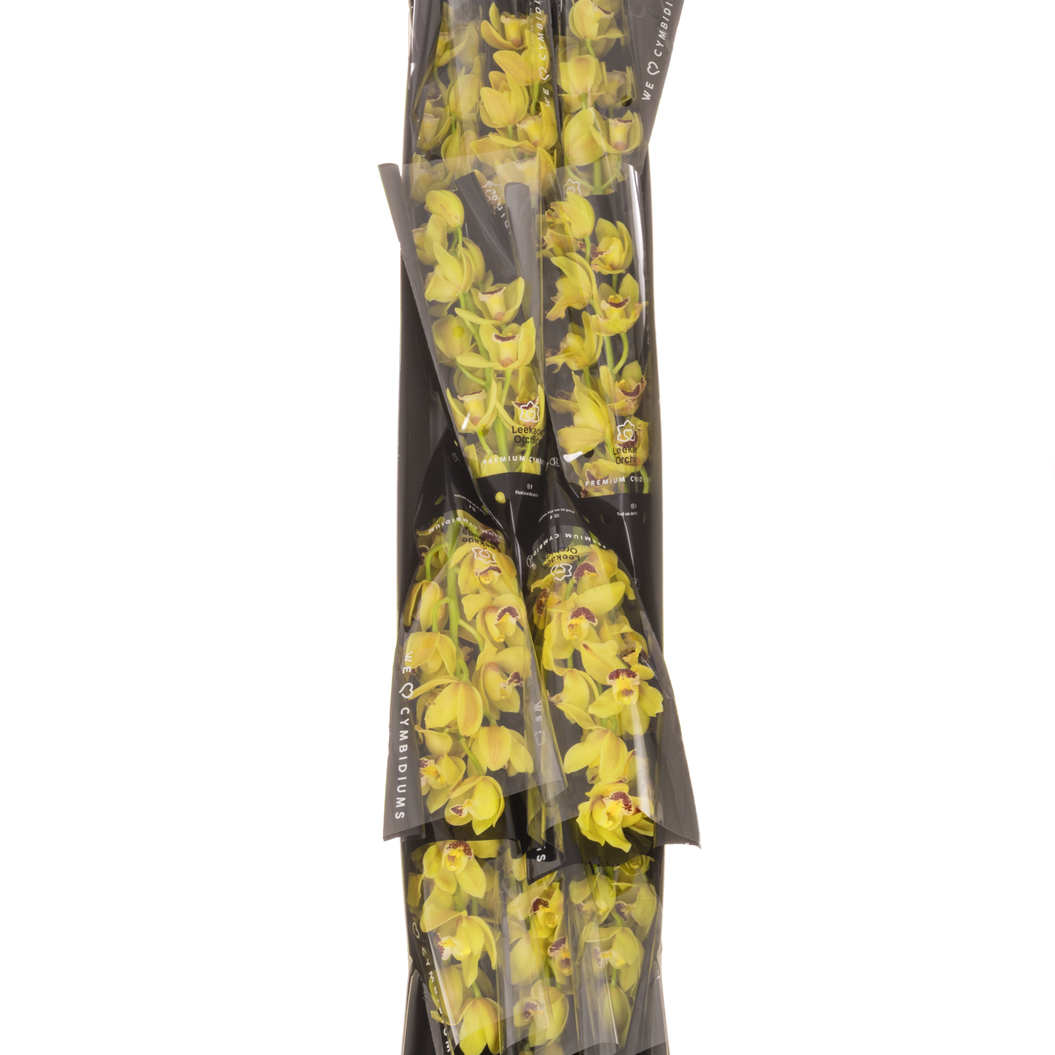 Mini Cymbidium gelb Del Rey 40cm 8+Blüte