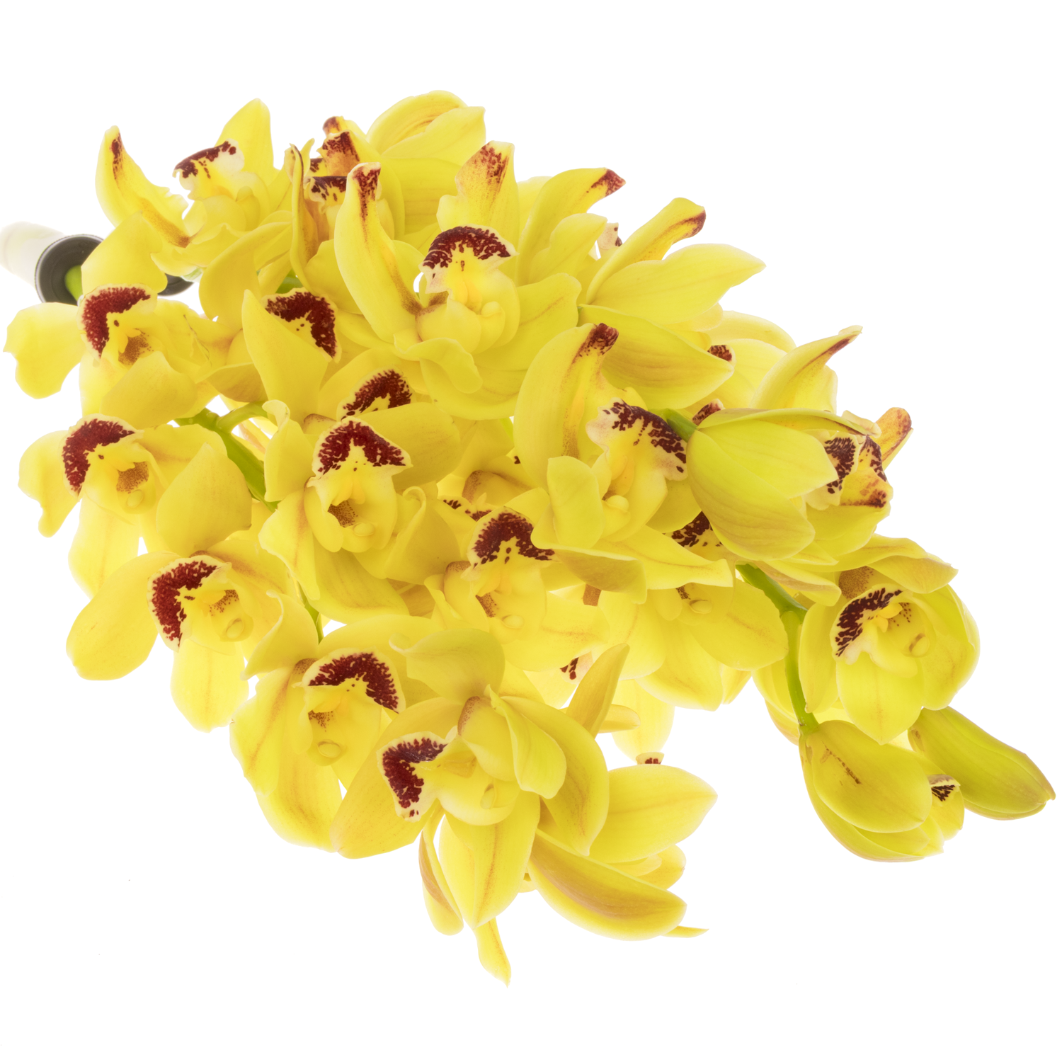 Mini Cymbidium gelb Del Rey 40cm 8+Blüte