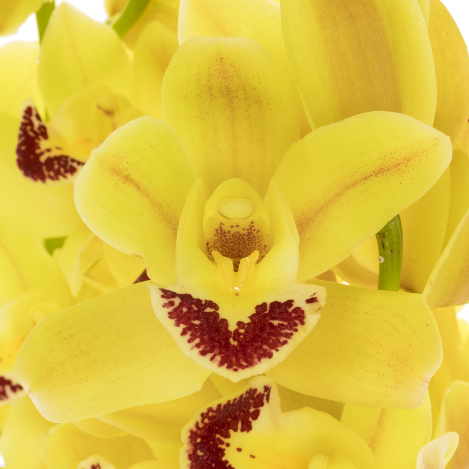 Mini Cymbidium gelb Del Rey 40cm 8+Blüte