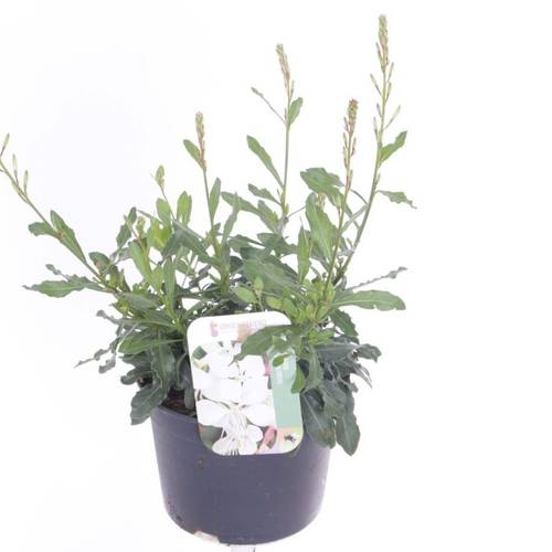 Gaura weiss Lindheimer Gaudi T13 H030