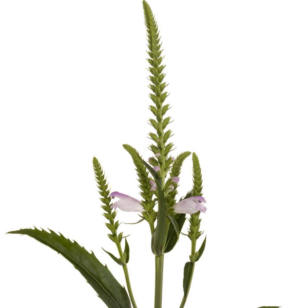 Physostegia rosa