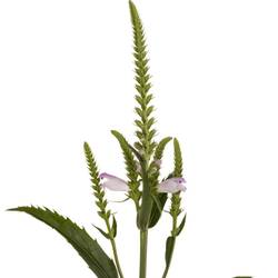 Physostegia rosa