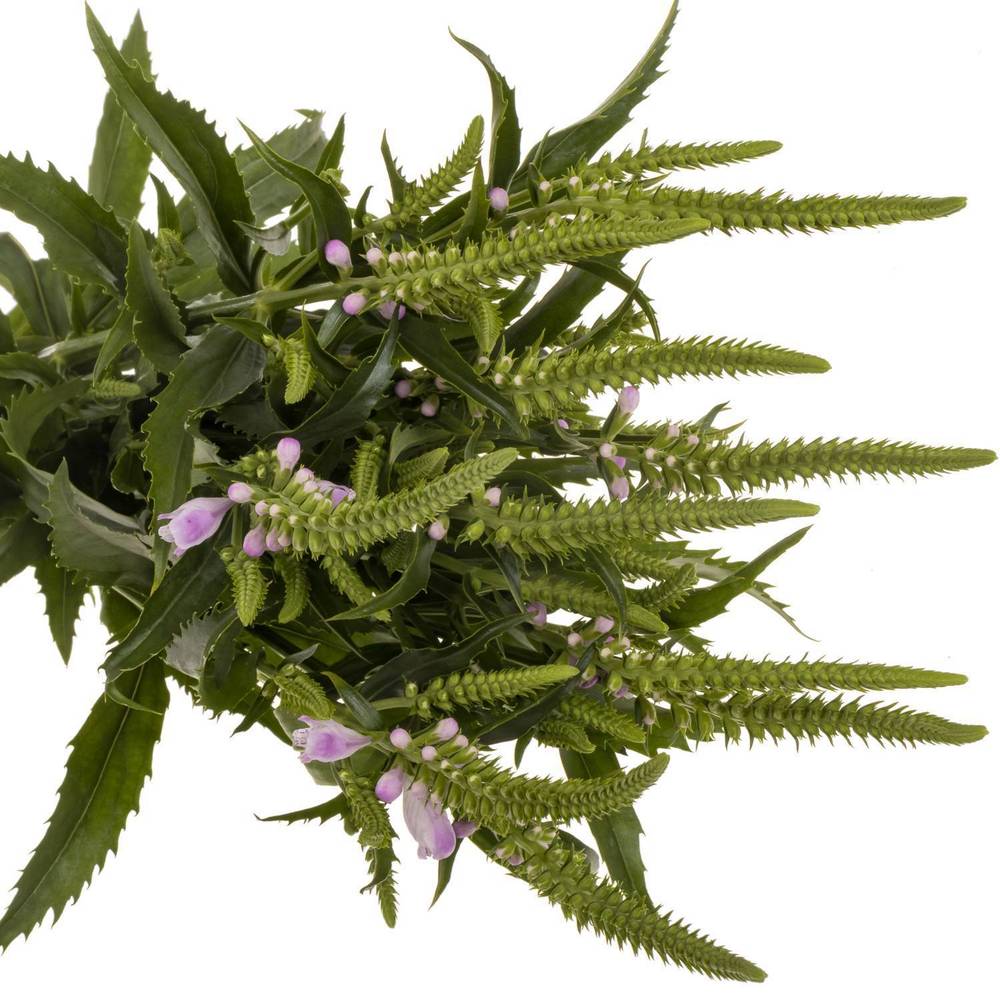 Physostegia rosa