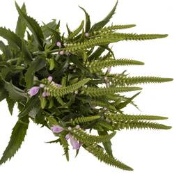 Physostegia rosa