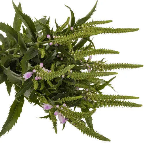 Physostegia rosa