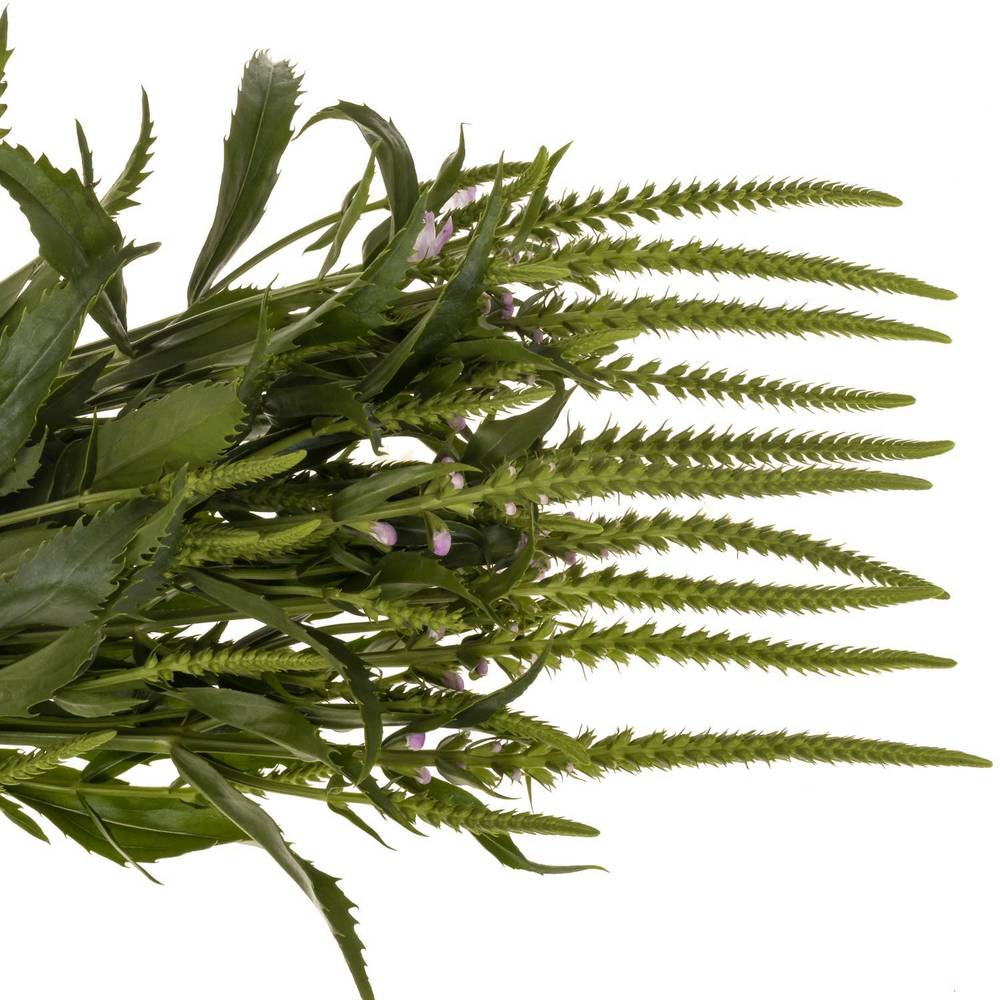 Physostegia rosa