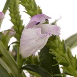 Physostegia rosa