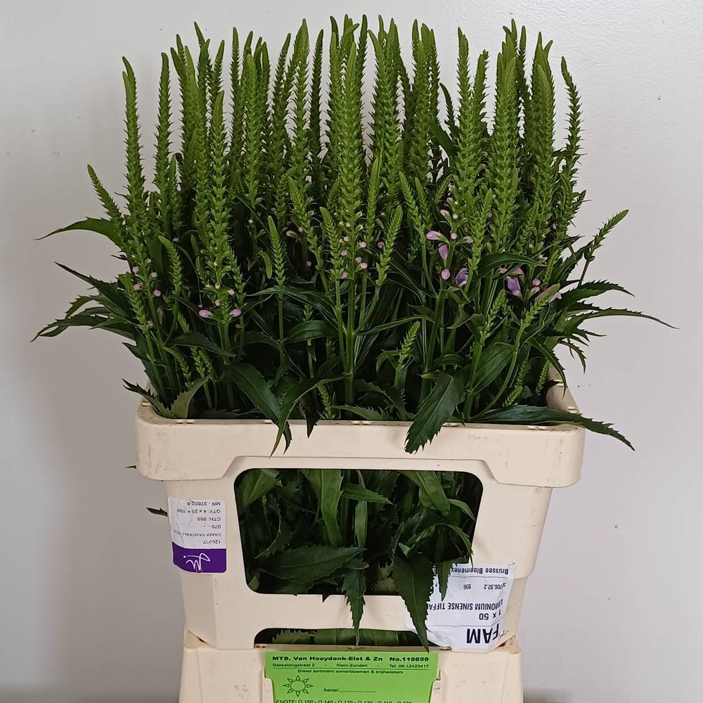 Physostegia rosa