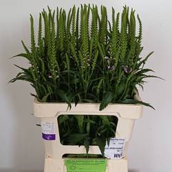 Physostegia rosa