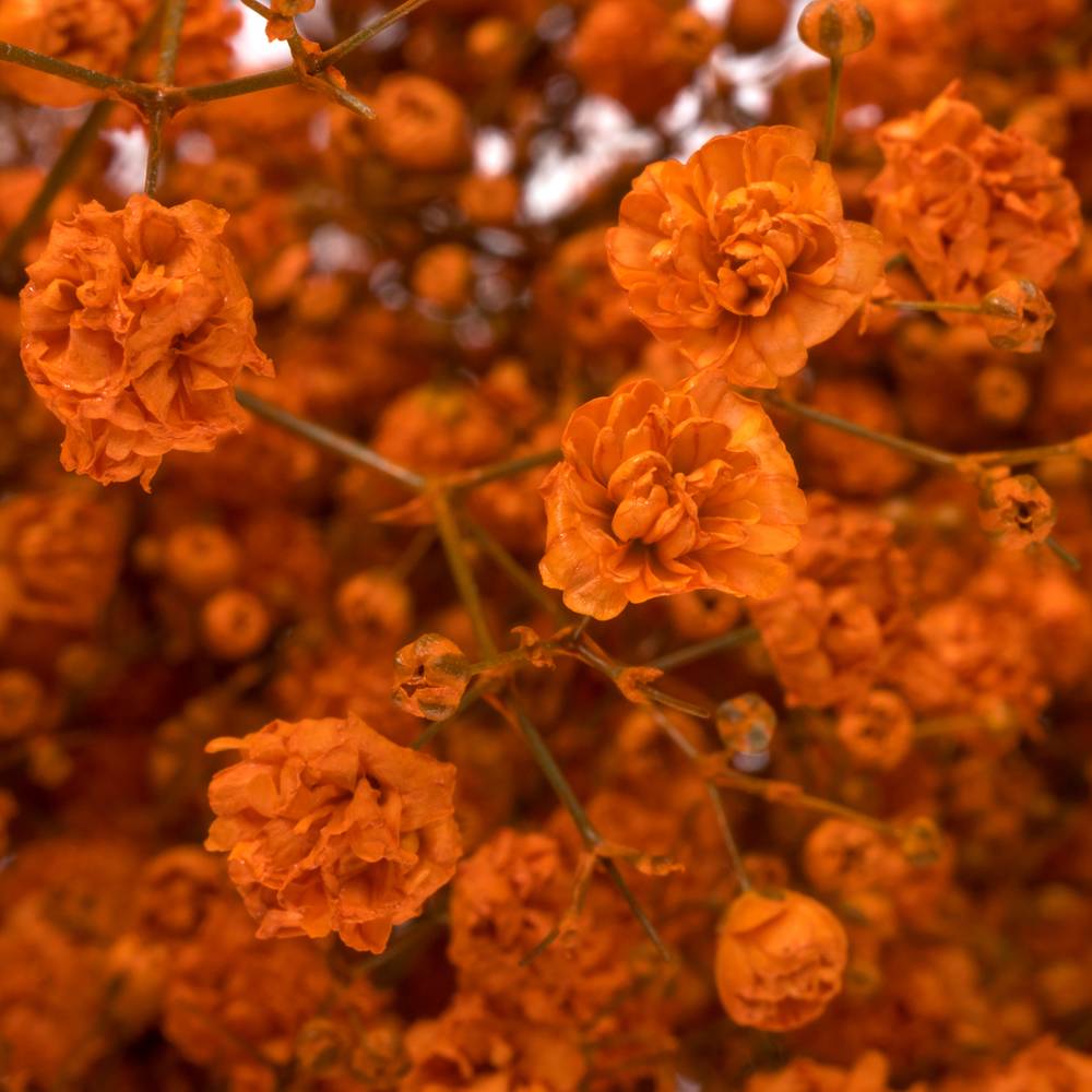 Gyps orange grosse Blüte gefärbt