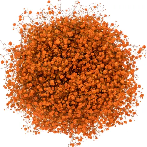 Gyps orange grosse Blüte gefärbt