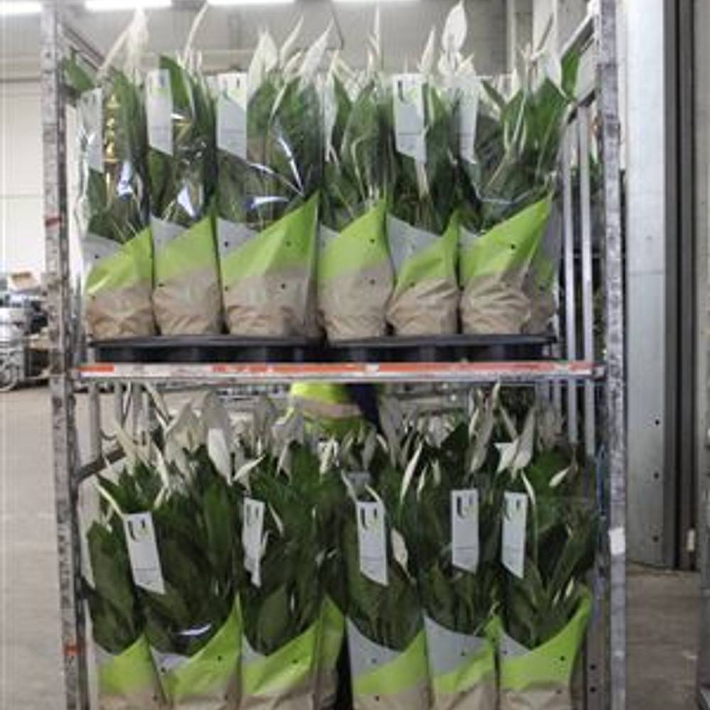 Spathiphyllum Vivaldi 5+ Schnapch. von Uhr T17 H080