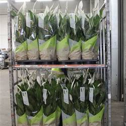 Spathiphyllum Vivaldi 5+ Schnapch. von Uhr T17 H080