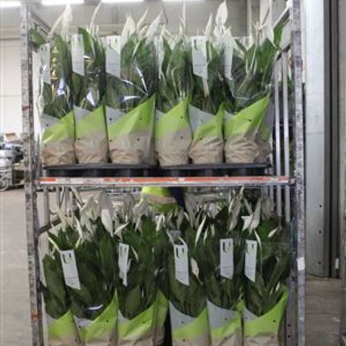 Spathiphyllum Vivaldi 5+ Schnapch. von Uhr T17 H080