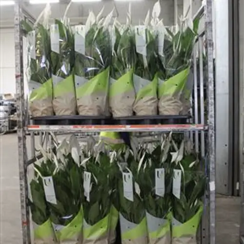 Spathiphyllum Vivaldi 5+ Schnapch. von Uhr T17 H080