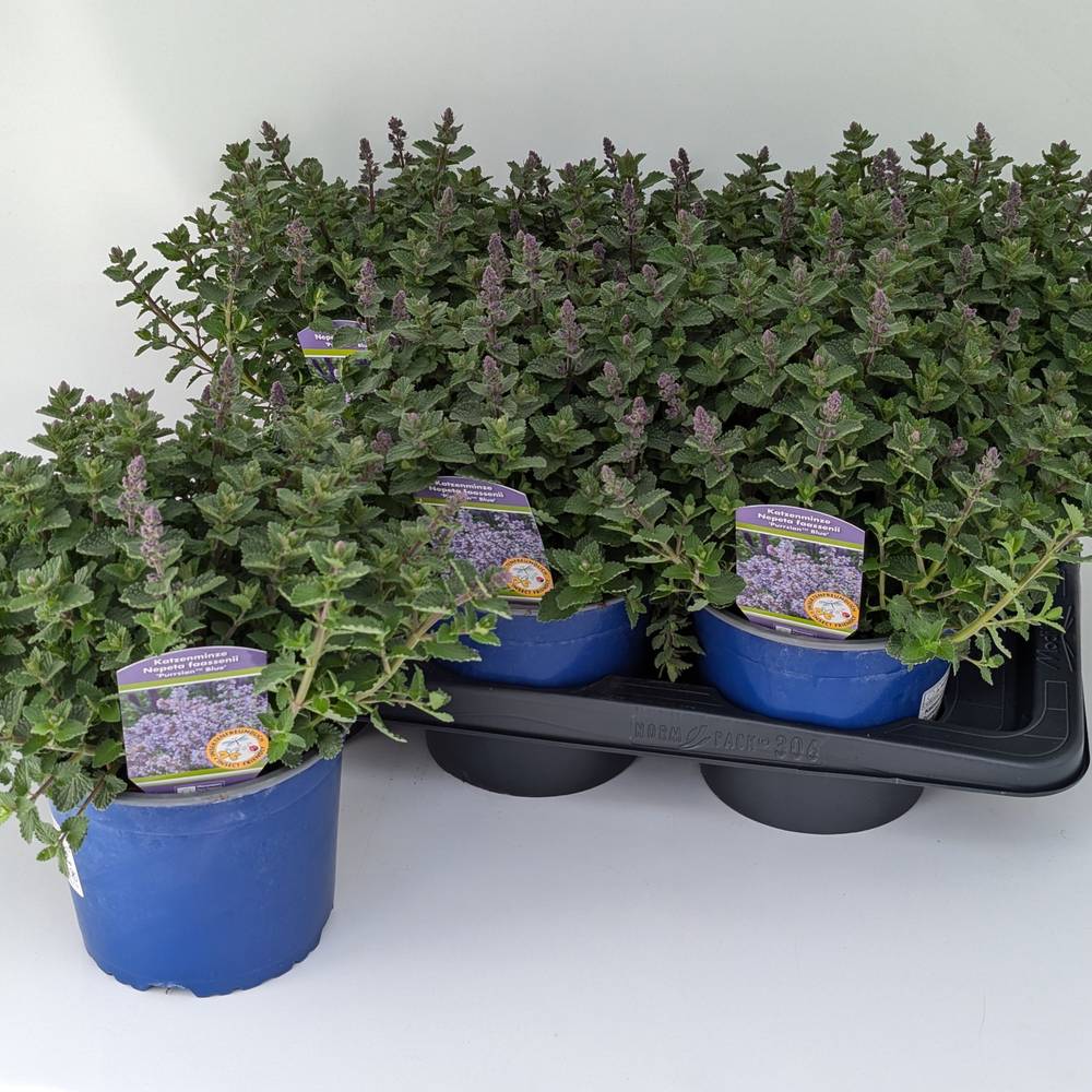 Nepeta lila Purrsian T17 H040