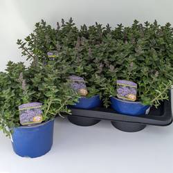 Nepeta lila Purrsian T17 H040