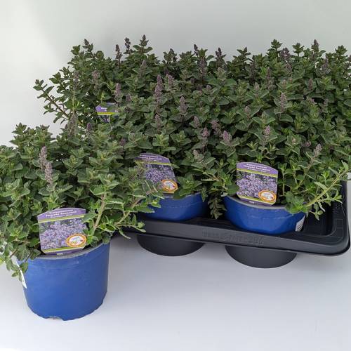 Nepeta lila Purrsian T17 H040