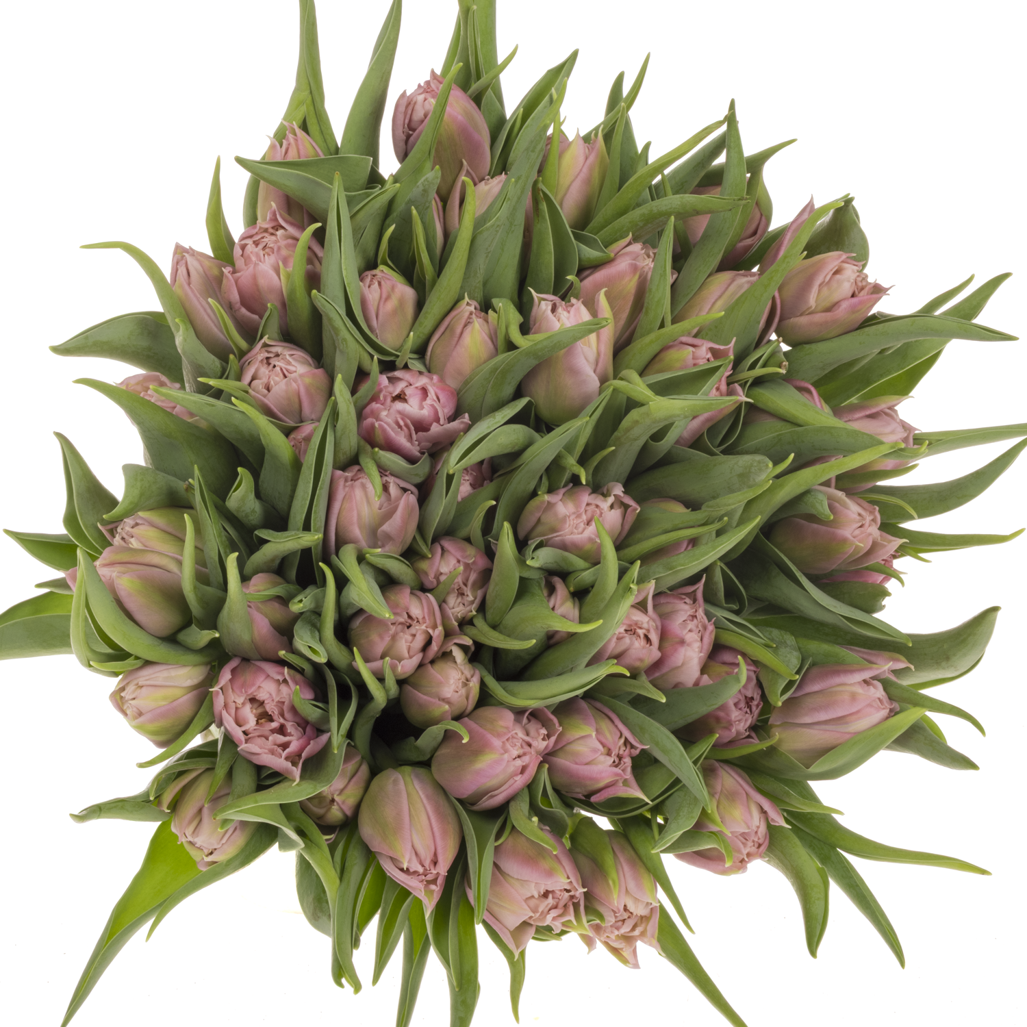 Tulpe rosa Salmon Price 40 Gramm